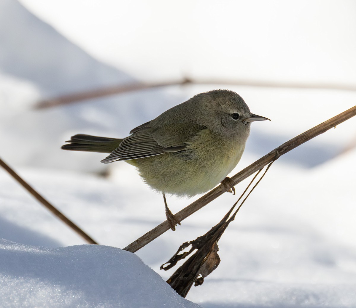 Orange-crowned Warbler - ML646423747