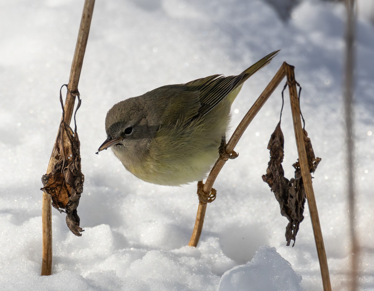 Orange-crowned Warbler - ML646423748