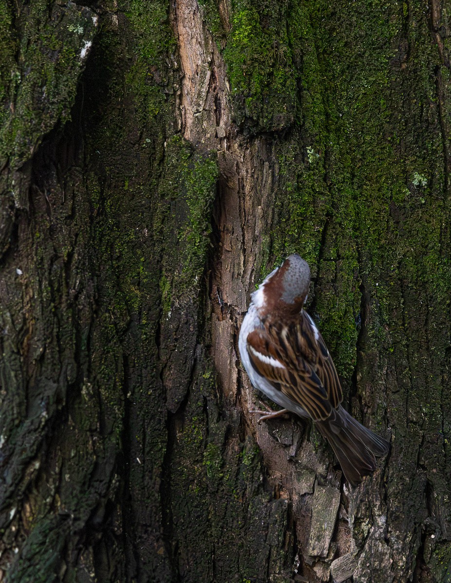 House Sparrow - ML646423749