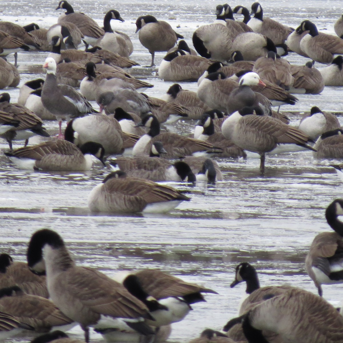 Oie des neiges - ML646423750