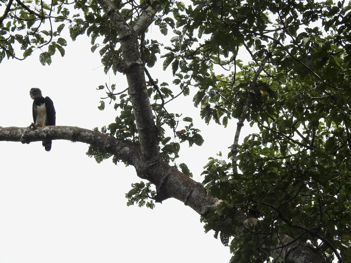 Harpy Eagle - ML646423754