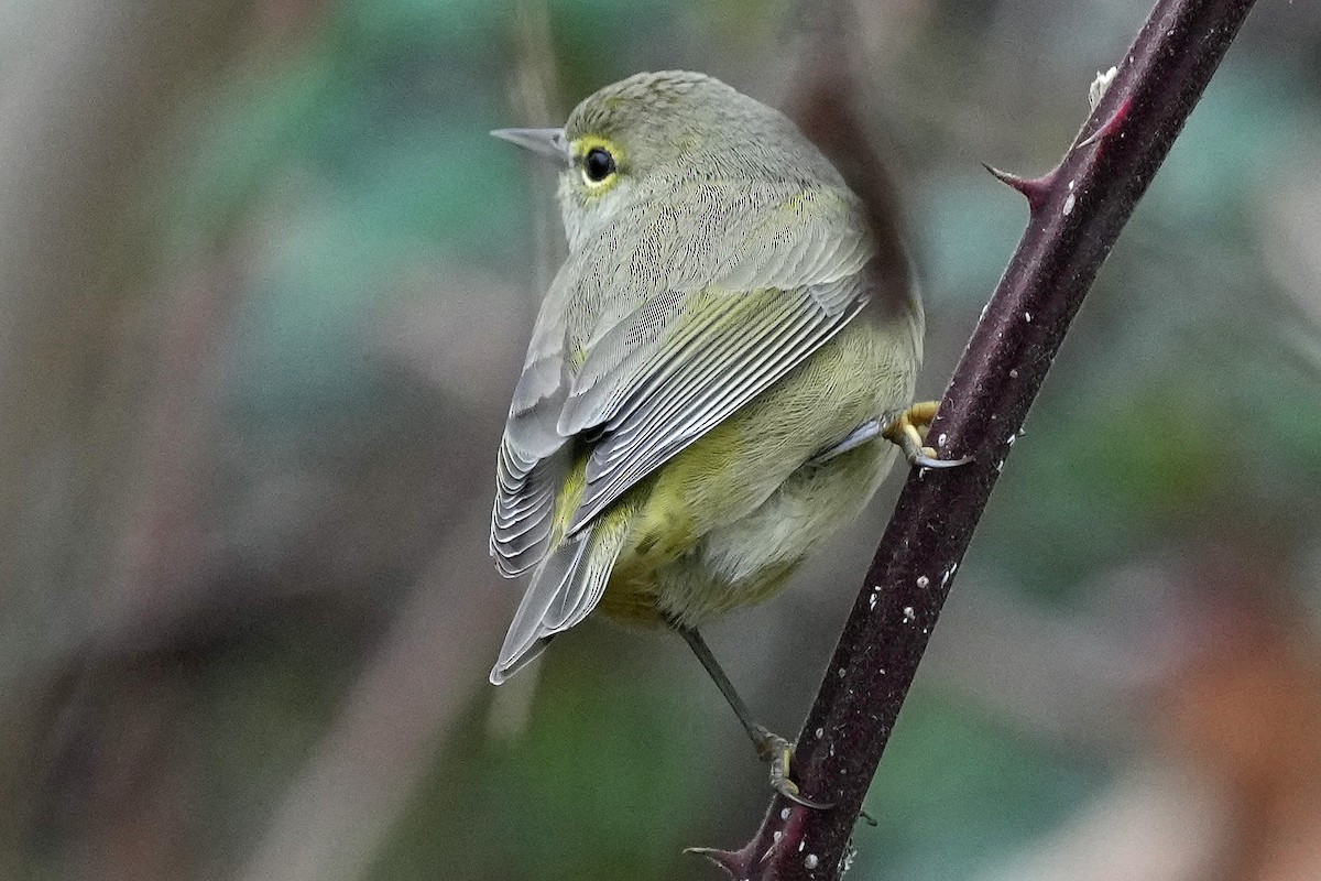 Orange-crowned Warbler - ML646423755