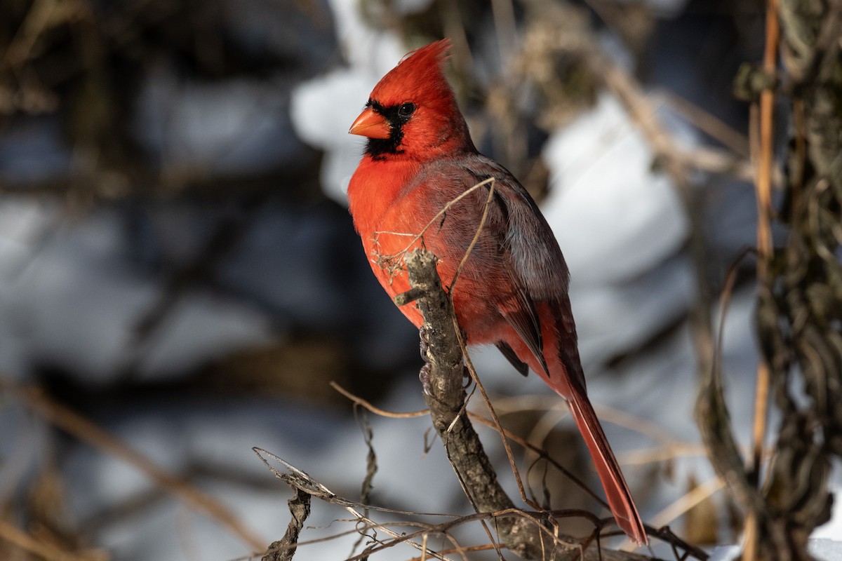 Northern Cardinal - ML646423758