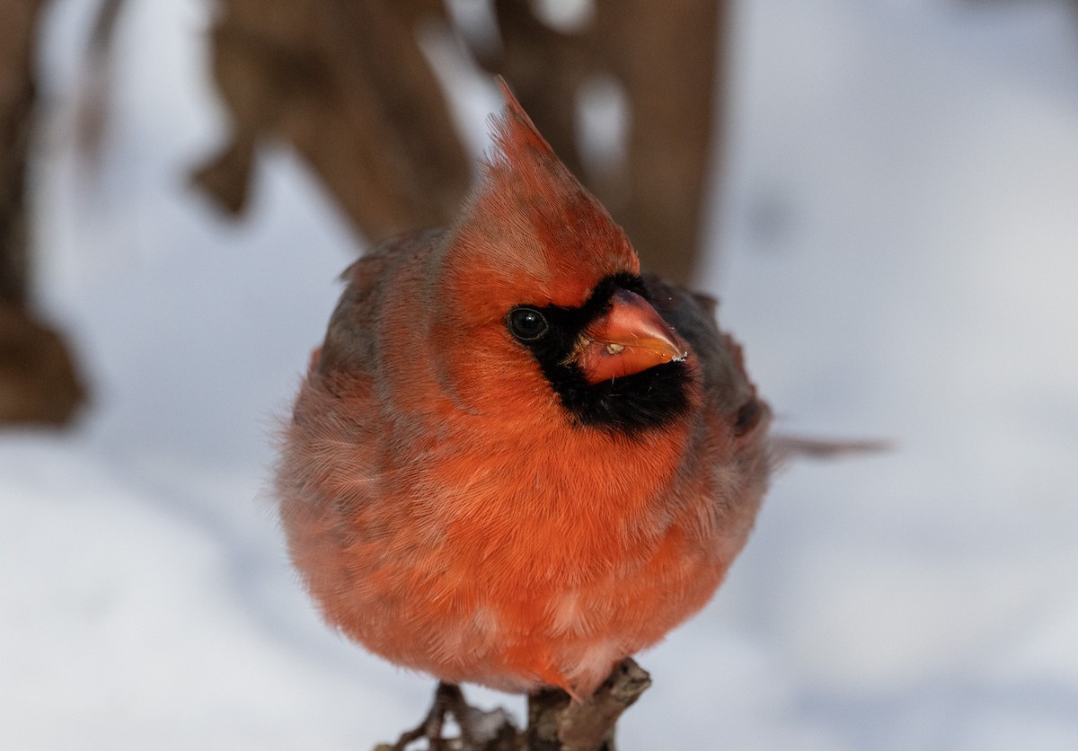Northern Cardinal - ML646423759