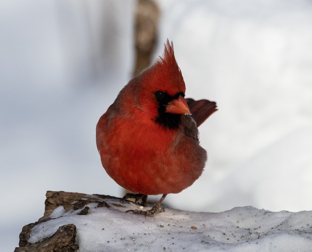 Northern Cardinal - ML646423760