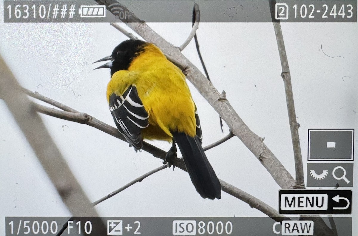 Audubon's Oriole - ML646423762