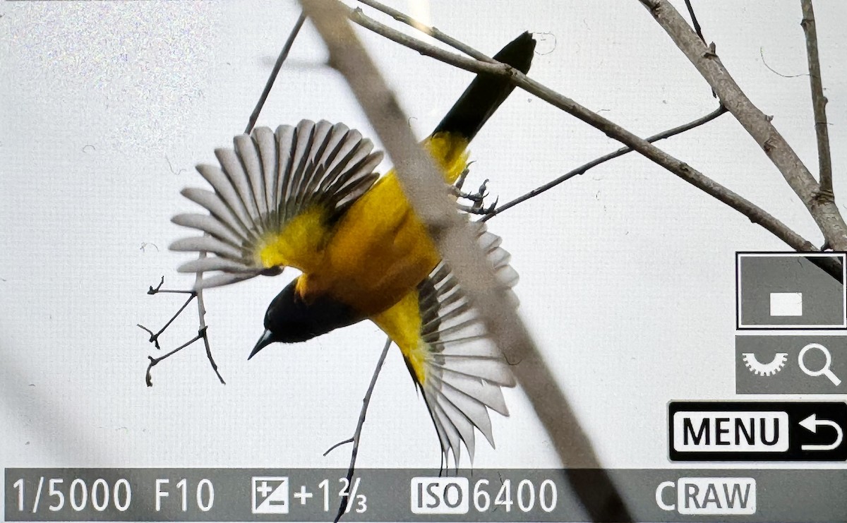 Audubon's Oriole - ML646423763