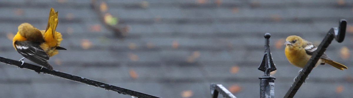 trupiál baltimorský - ML646423765