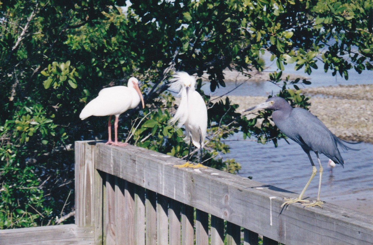 Белый ибис - ML646423766