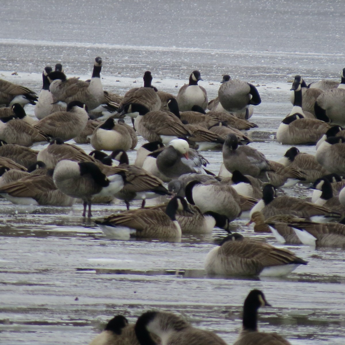 Oie des neiges - ML646423768