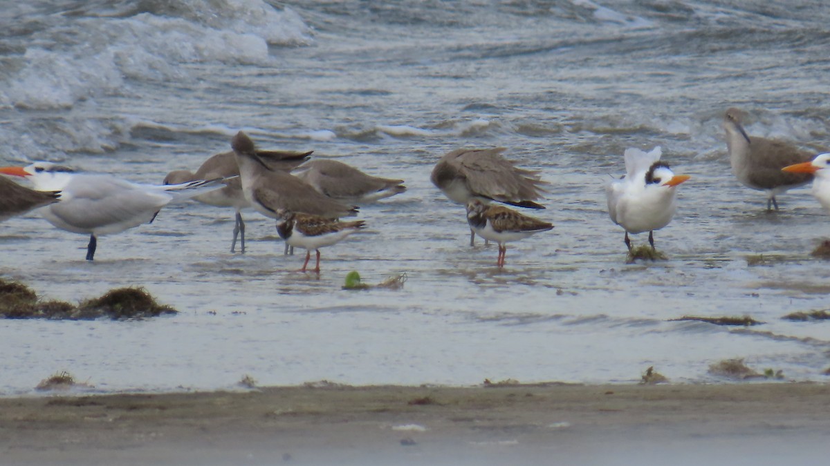 ארנריה אדמונית - ML646423770