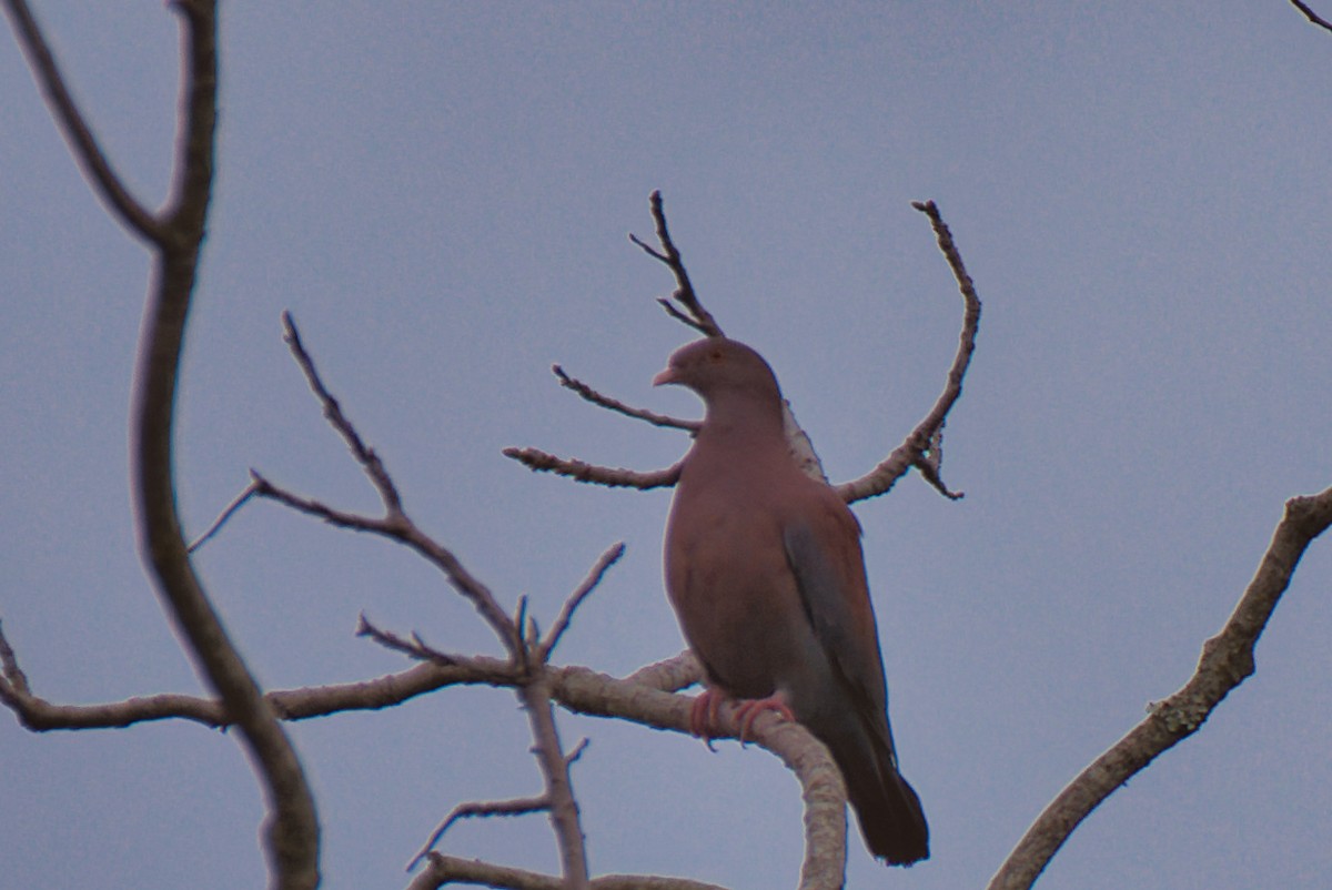 Red-billed Pigeon - ML646423772