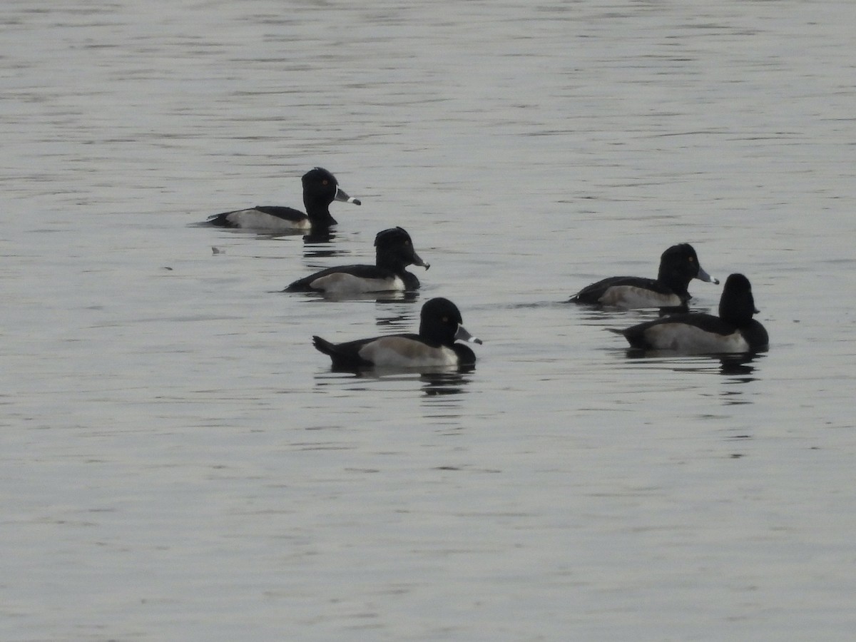 Ring-necked Duck - ML646423773