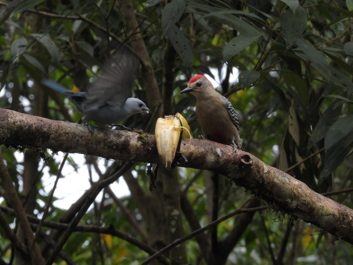 Blue-gray Tanager - ML646423775