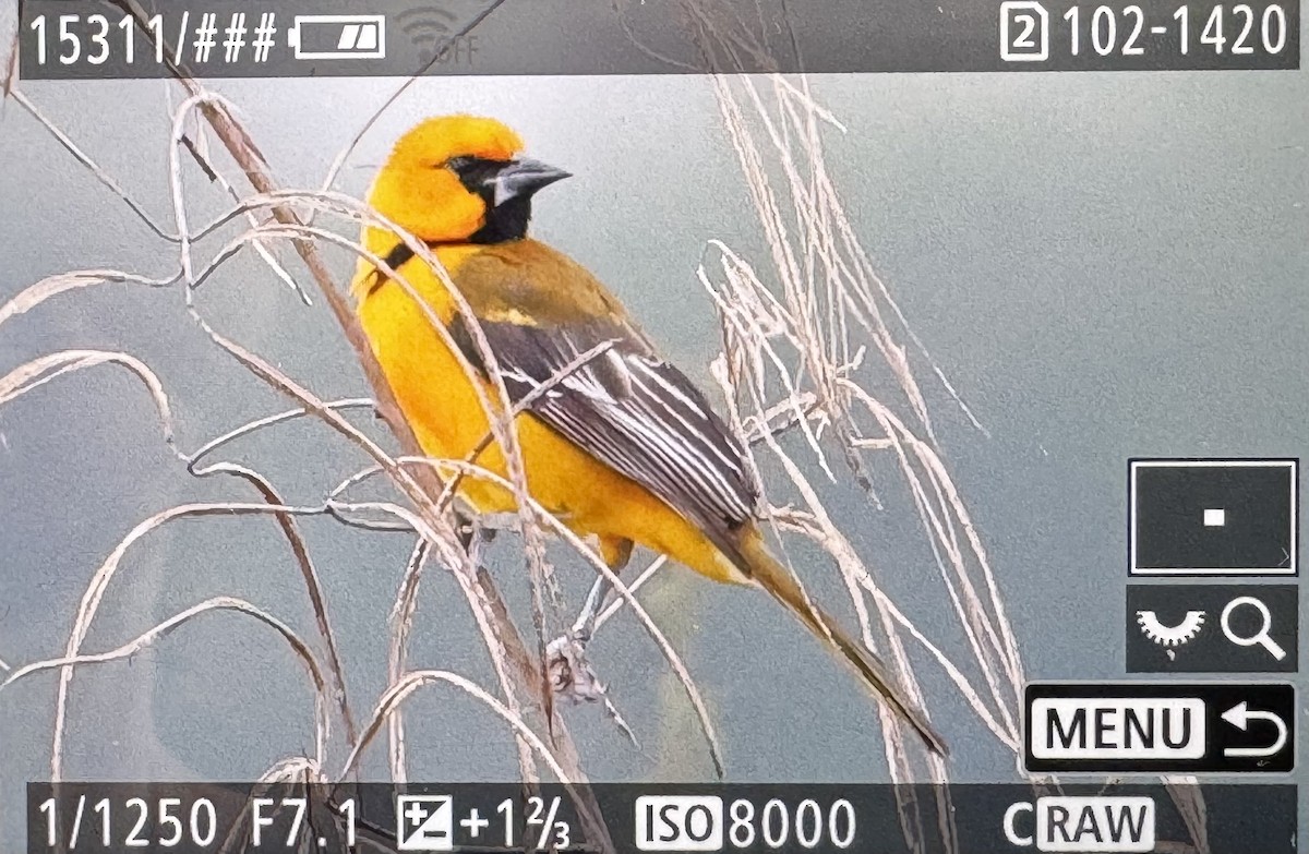 Altamira Oriole - ML646423788