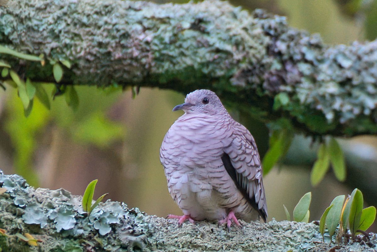 Inca Dove - ML646423794