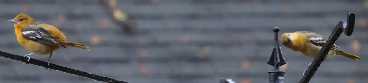 trupiál baltimorský - ML646423795