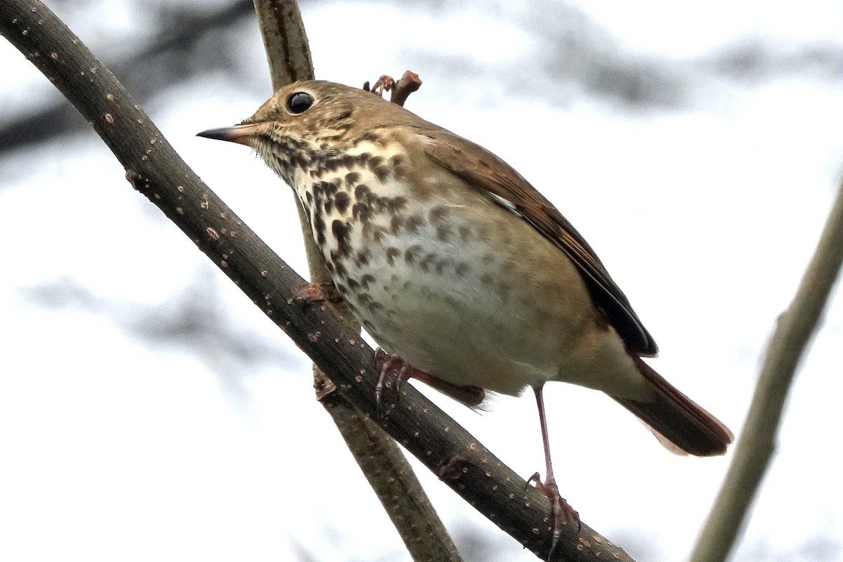 Hermit Thrush - ML646423796