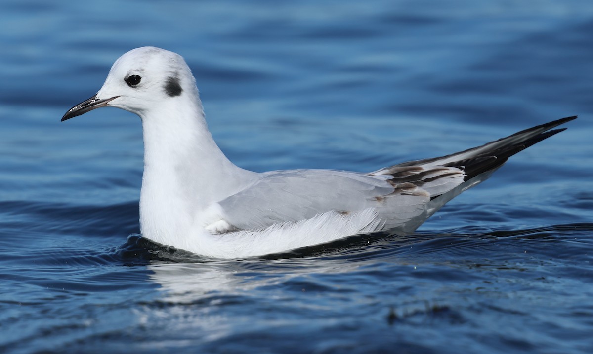 Bonaparte's Gull - ML646423797