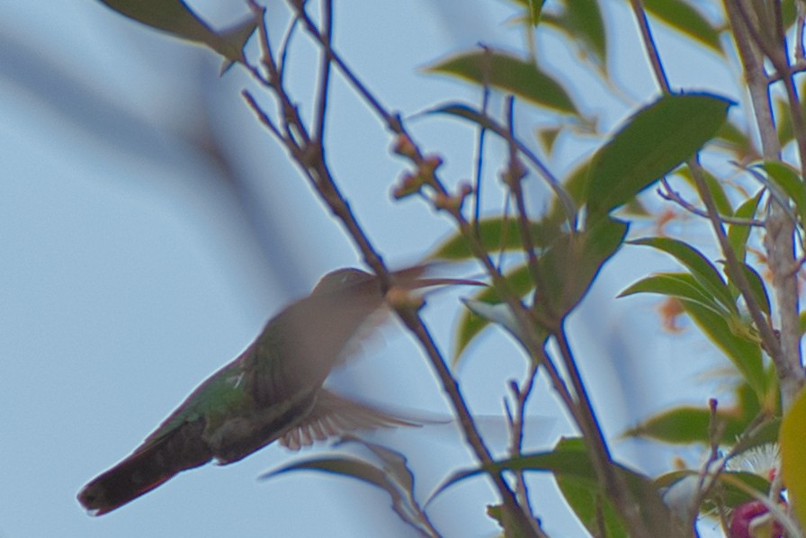 Green-breasted Mango - ML646423811