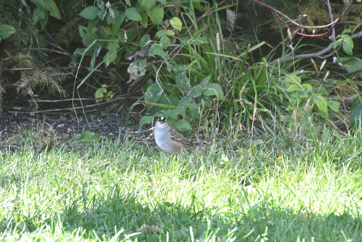 Dachsammer - ML646423820