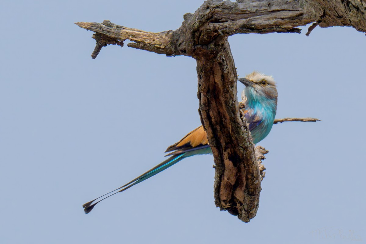 mandelík miombový - ML646423821