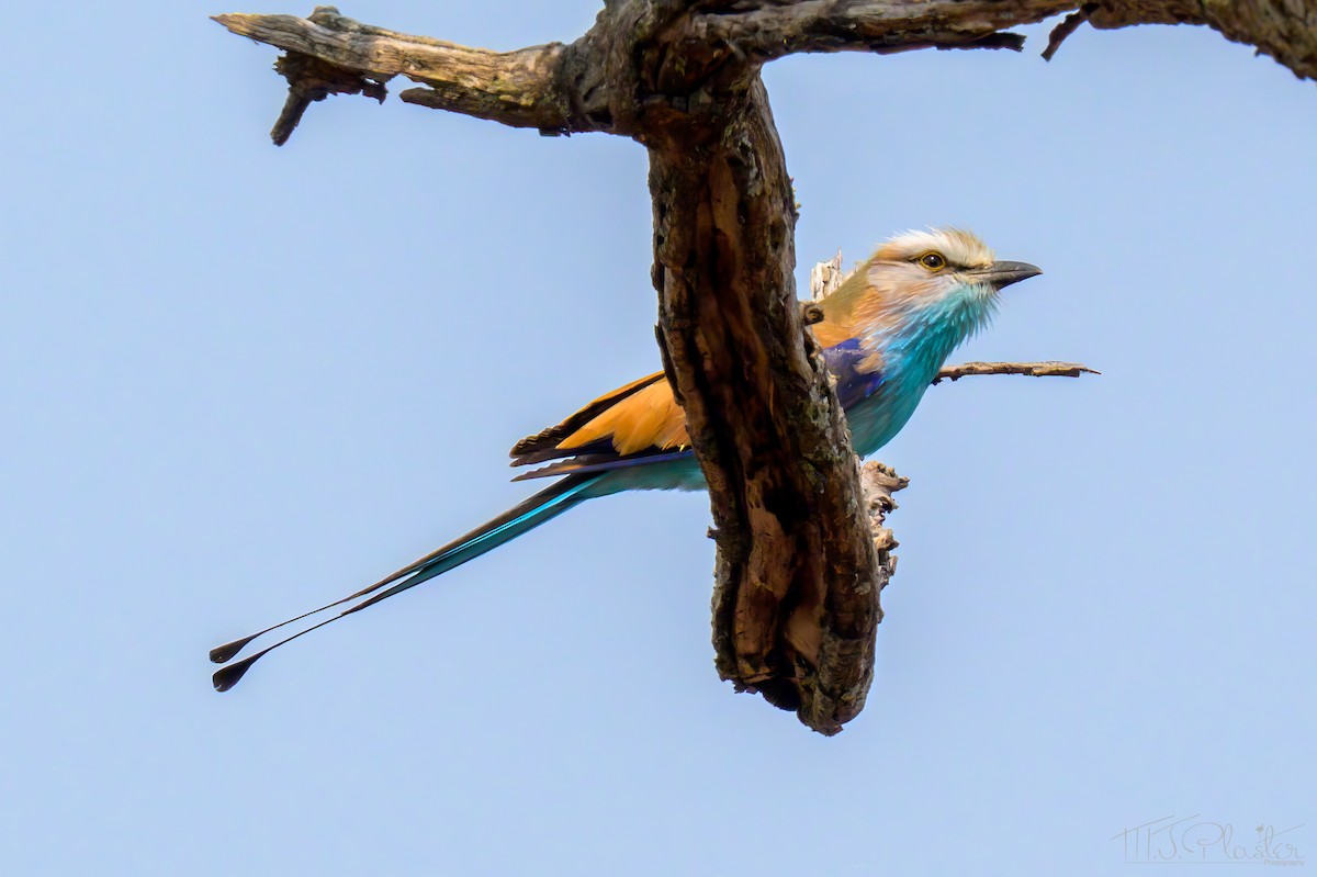 mandelík miombový - ML646423822