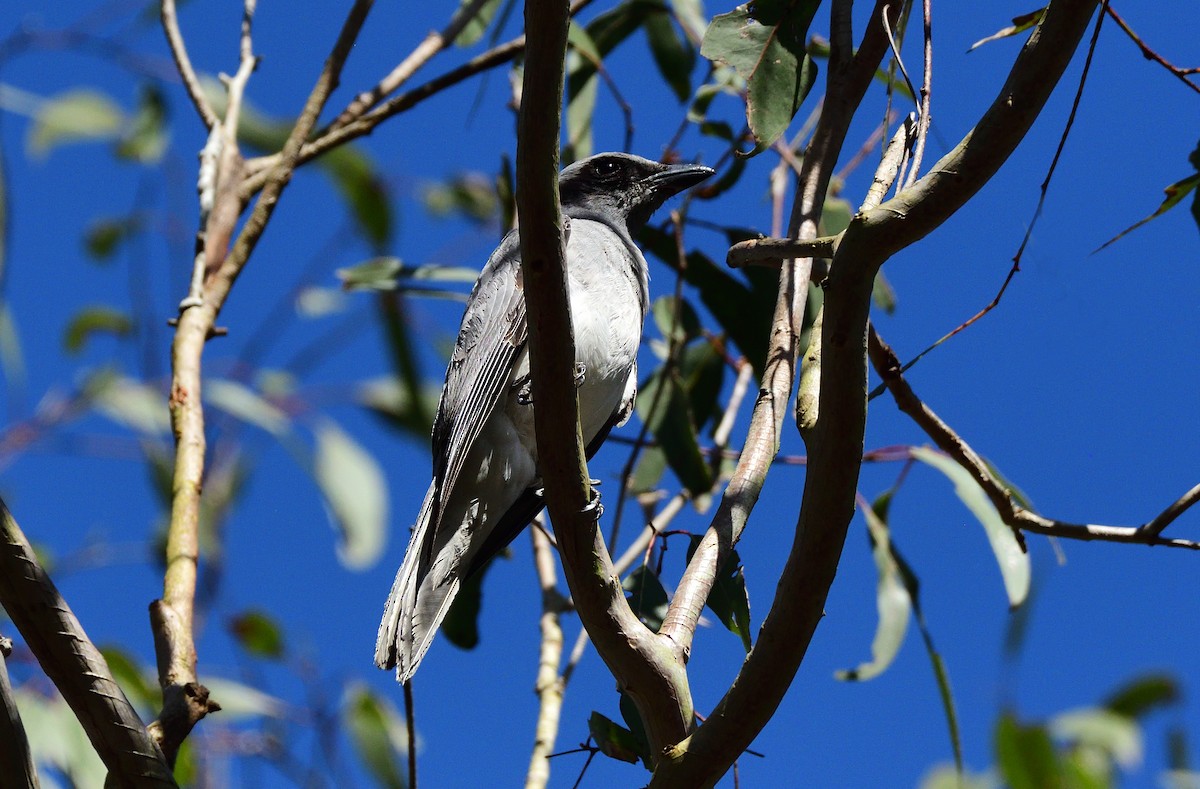 Black-faced Cuckooshrike - ML646423829