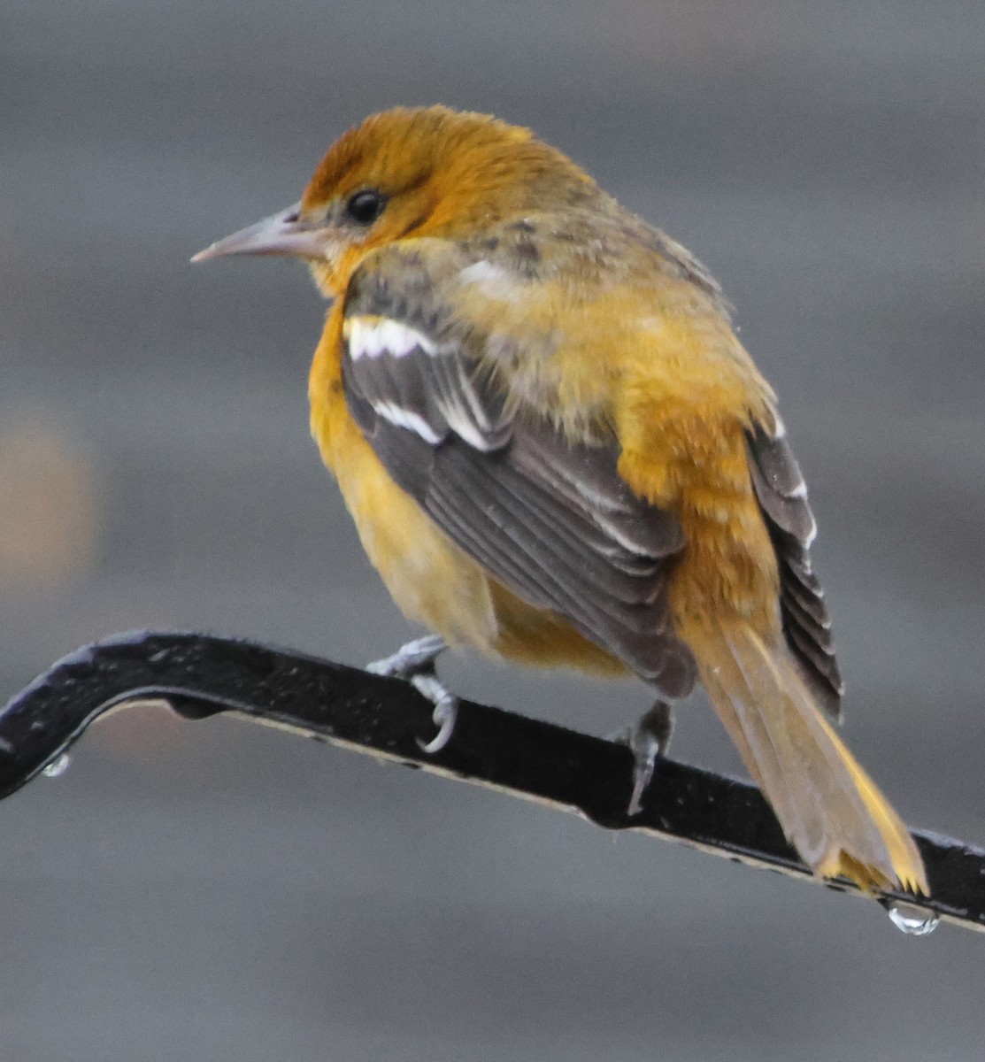 trupiál baltimorský - ML646423830