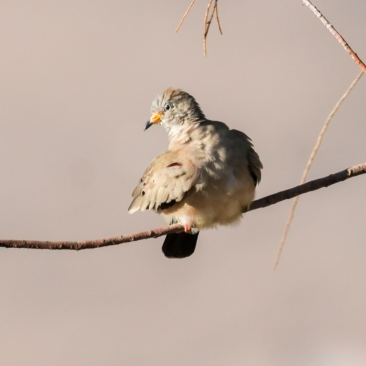 Croaking Ground Dove - ML646423833