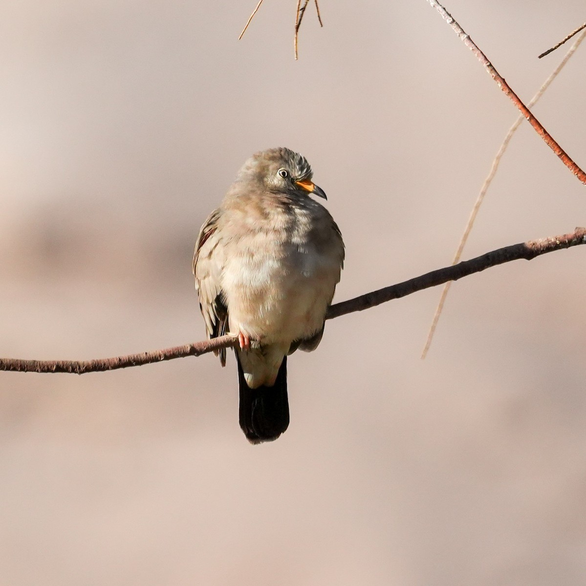 Croaking Ground Dove - ML646423834