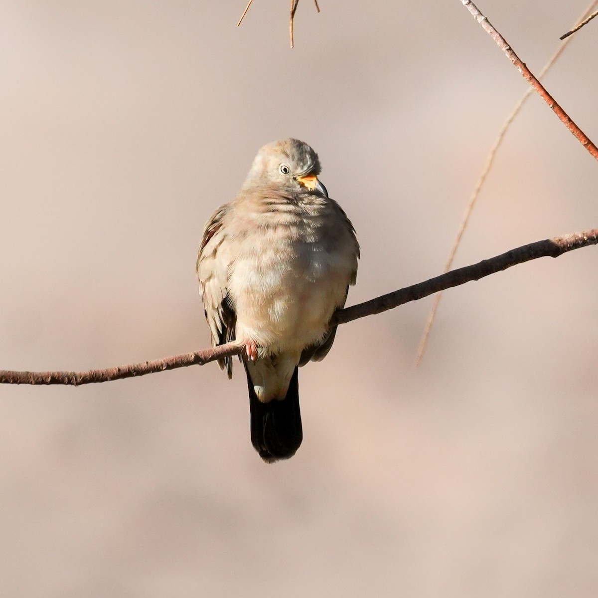 Croaking Ground Dove - ML646423836