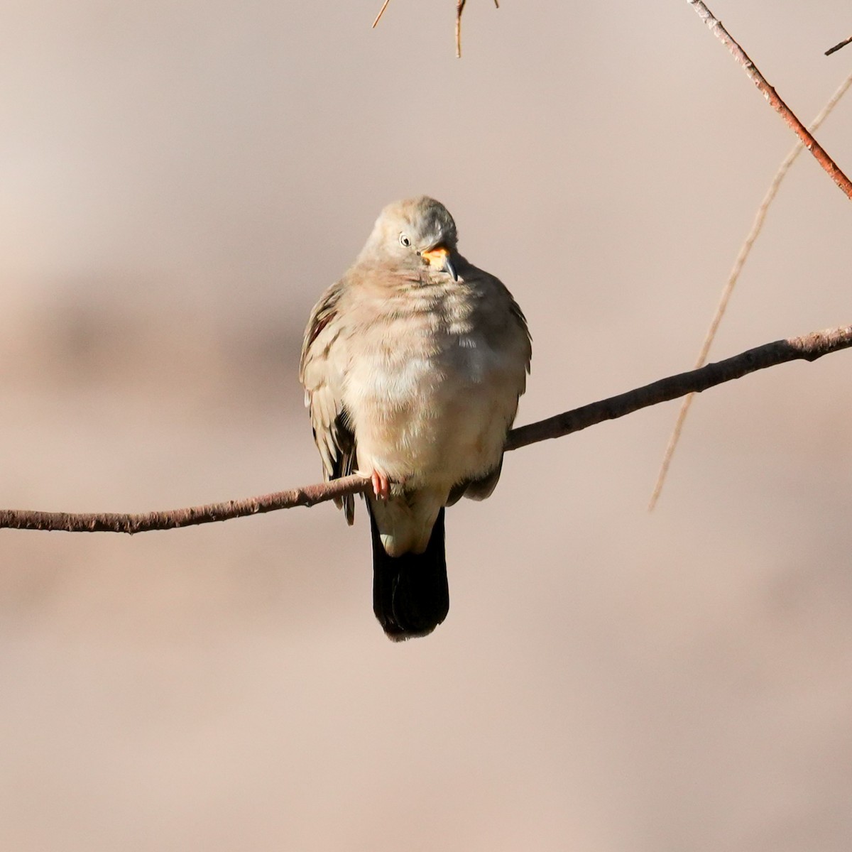 Croaking Ground Dove - ML646423837