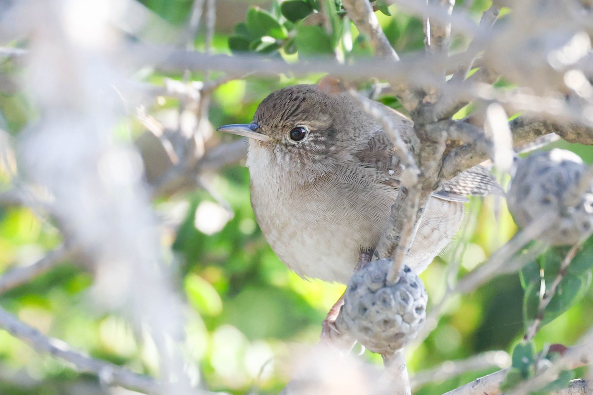 střízlík zahradní - ML646423840