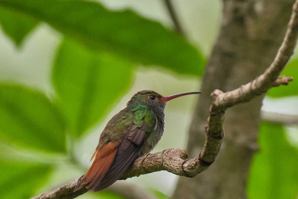 Rufous-tailed Hummingbird - ML646423841