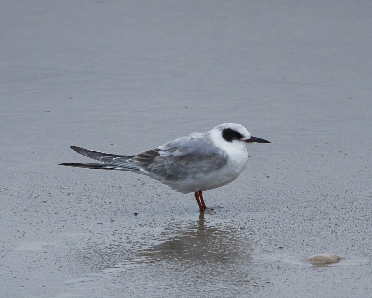 Forster's Tern - ML646423843