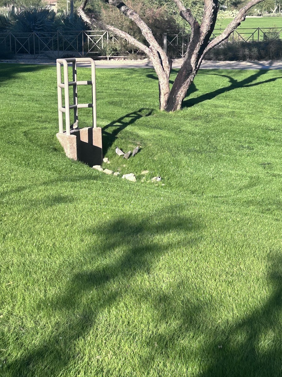 Gambel's Quail - ML646423846