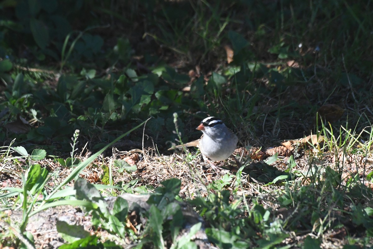 Dachsammer - ML646423847