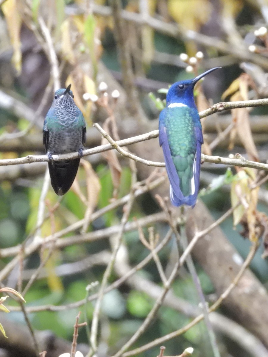 White-necked Jacobin - ML646423853