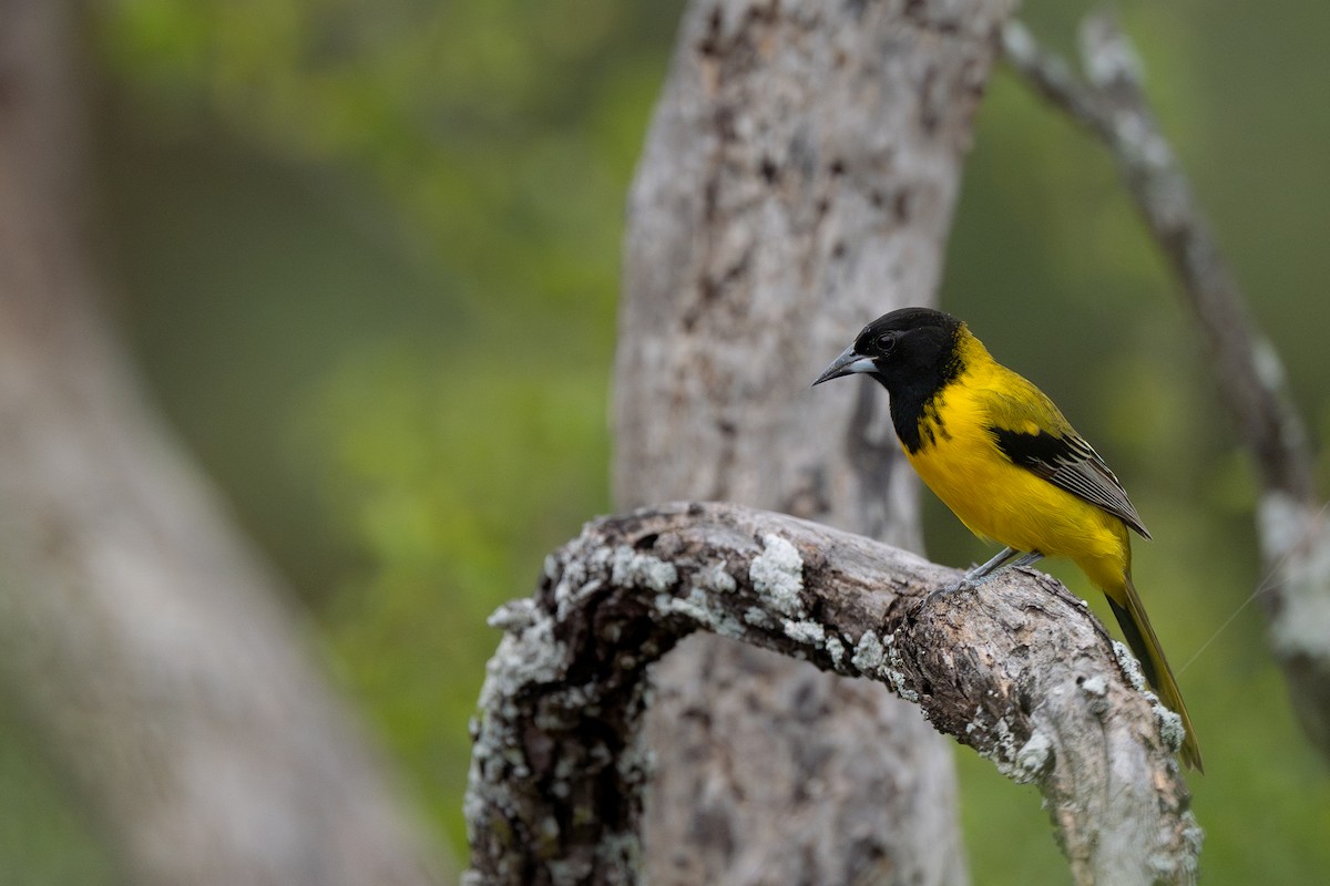 Audubon's Oriole (Audubon's) - ML646423855
