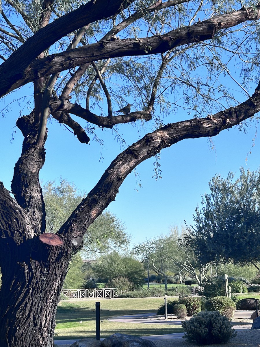 Gilded Flicker - ML646423857