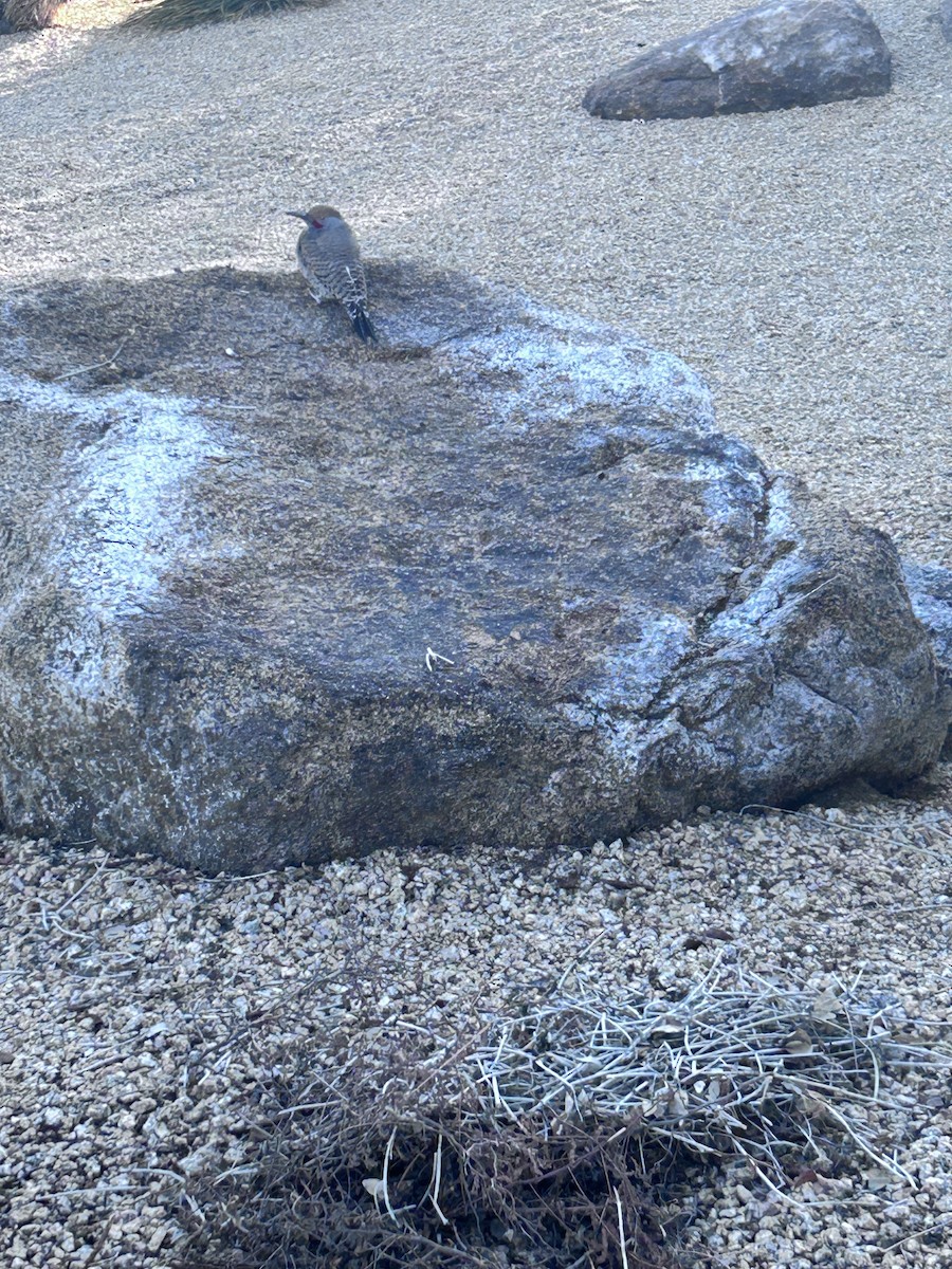 Gilded Flicker - ML646423858