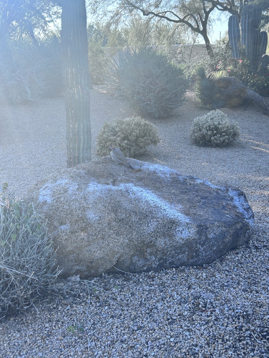 Gilded Flicker - ML646423863