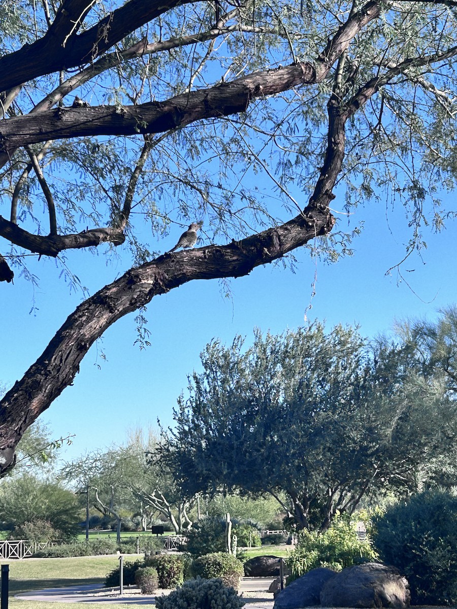 Gilded Flicker - ML646423864