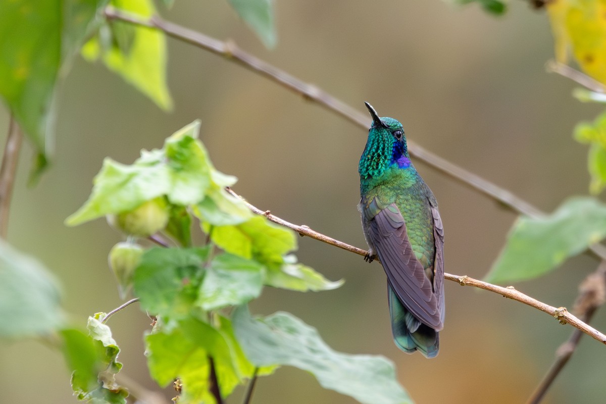 Lesser Violetear - ML646423869