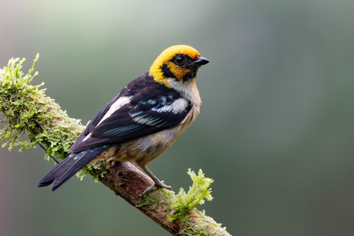 Flame-faced Tanager - ML646423871