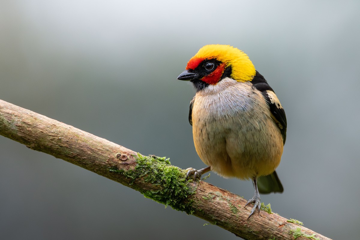 Flame-faced Tanager - ML646423872
