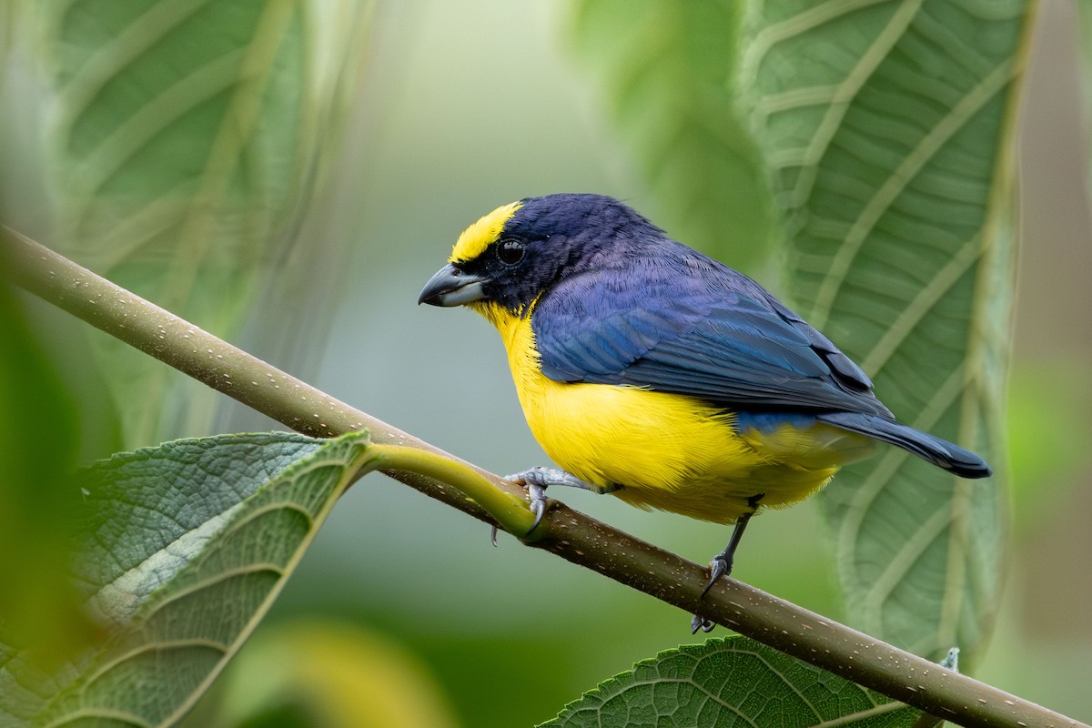 Thick-billed Euphonia - ML646423873
