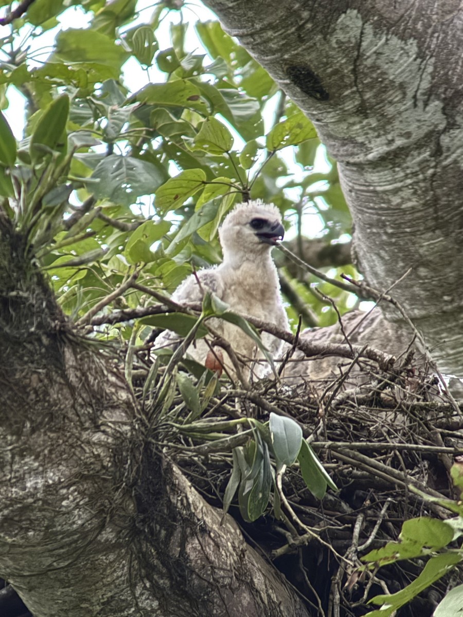Harpy Eagle - ML646423874