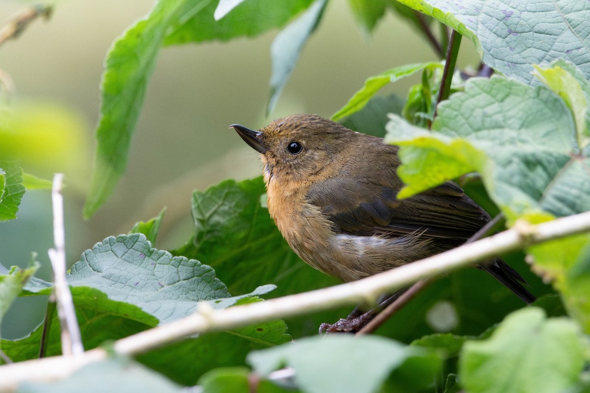 White-sided Flowerpiercer - ML646423882